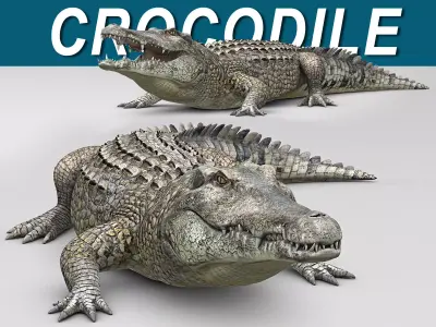 Crocodile 3D model