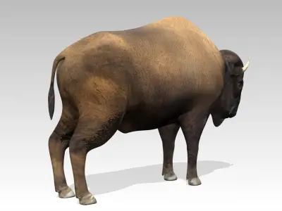 American Buffalo Animated Low-poly 3D model