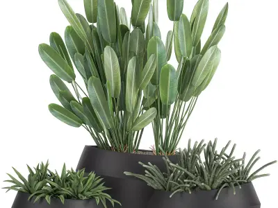 Houseplants in a pot for the interior 744 3D model