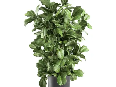 Ficus lyrata trees in a pot for the interior 856 3D model