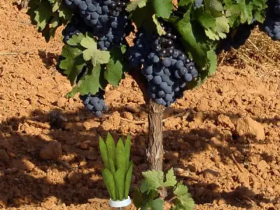 AquaColector plant in pot Free 3D model