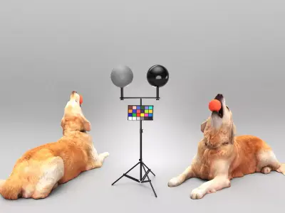 Golden retriever dog playing with toy 30 Low-poly 3D model