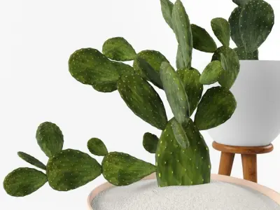Cactus Set for decorating Your interiors 3D model