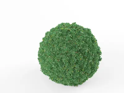 Buxus bush  Free 3D model