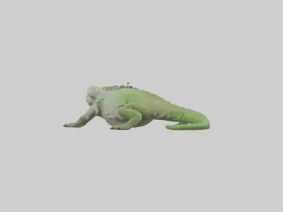 Jamaican Iguana basking model Low-poly 3D model