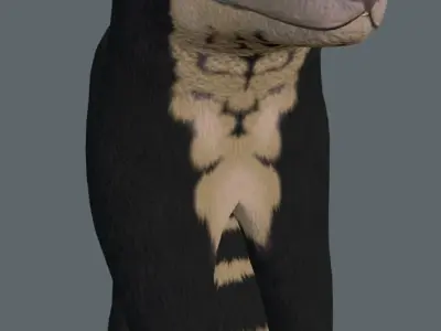 Spectacled Bear Game Ready Model Unreal Engine 3D model