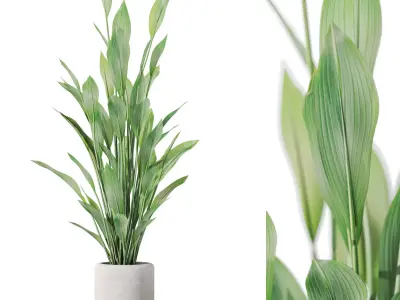 Plants collection vol 41