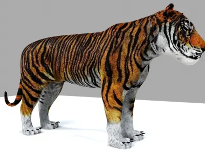 Royel Bengal Tiger 3D model
