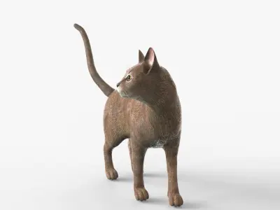 Abyssinian Cat Rigged for Cinema 4D FBX 3D Model Low-poly 3D model