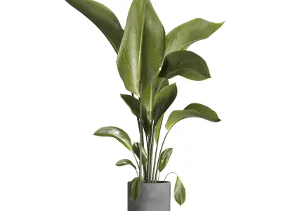 indoor plant 028 3D model