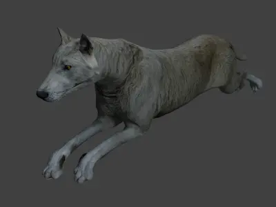 Gray wolf Low-poly 3D model purchase