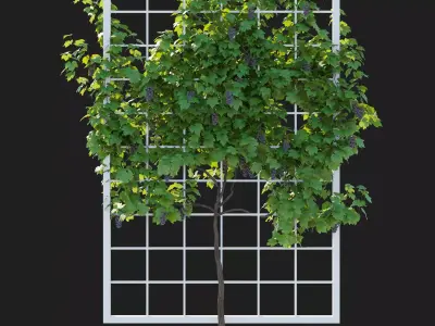 Vines Grapes fruits 03 3D model