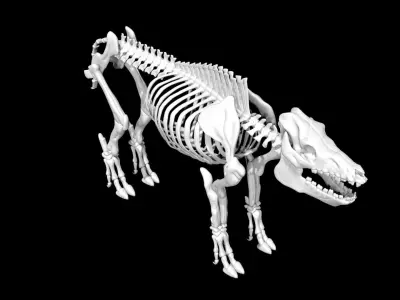 Pig Skeleton Low-poly 3D model