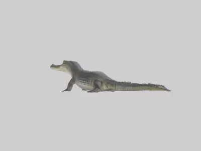 Slender-snouted crocodile Low-poly 3D model