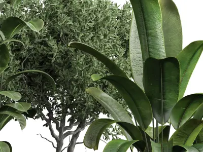Indoor plant 07 3D model purchase