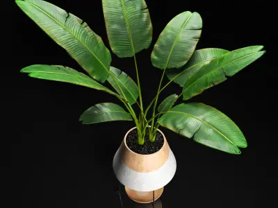 bbanana tree 3D model