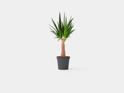 Yucca elephantipes Bottle Low-poly 3D model