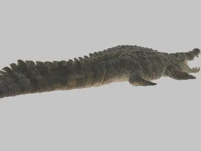 Highly Detailed Crocodile 3D Model 3D model