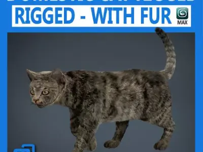 Rigged Domestic Cat 3D model