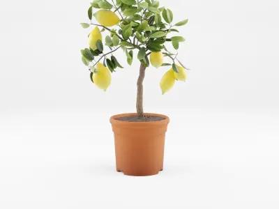 Collection of Citrus Houseplant - 7 Models