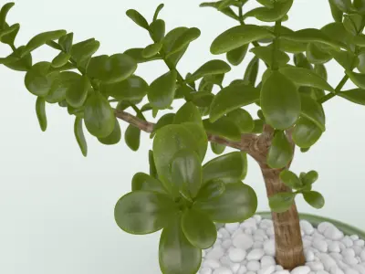 Jade Plant in Pot 3D model