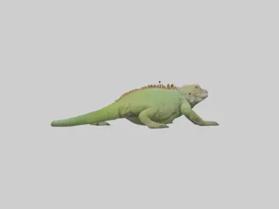 Jamaican Iguana basking model Low-poly 3D model