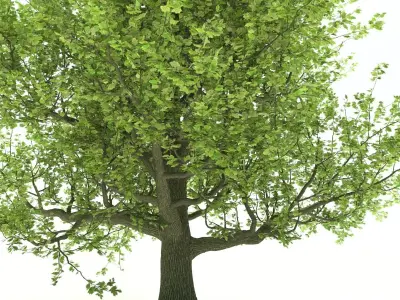 Oak tree Free 3D model