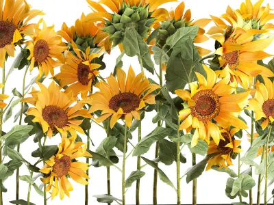 Sunflowers in a flowerpot 1021 3D model