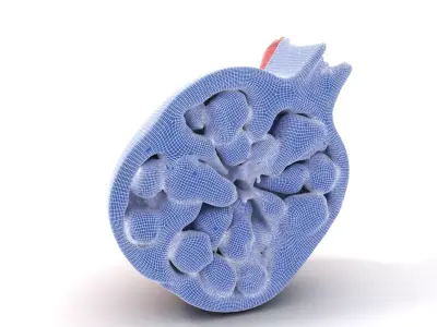 Vibrant Pomegranate model pack Low-poly 3D model