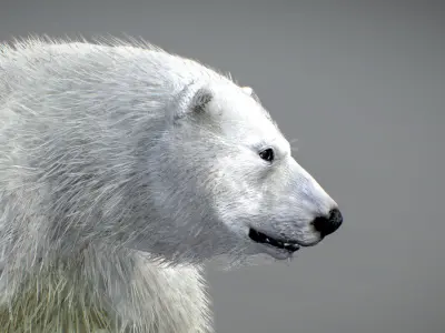 Polar Bear 3D model