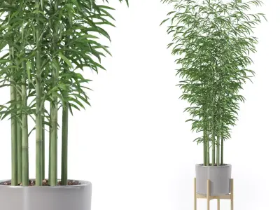 Bamboo in modern pot 3D model