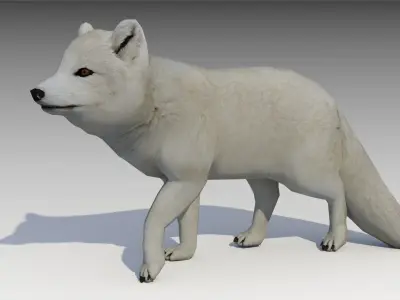 Artic Fox Low-poly 3D model