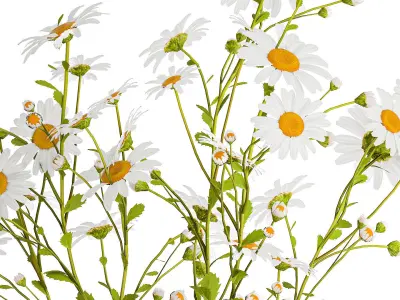 Set of bouquets of white wildflowers chamomile daisies 414 3D model
