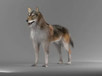Wild Wolf 3D model