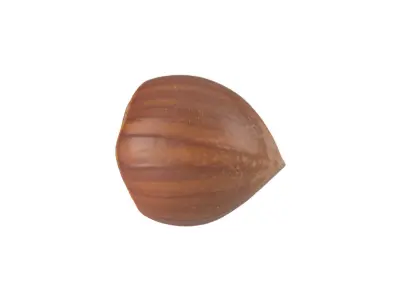 Photorealistic Hazelnut 3D Scan 3 3D model