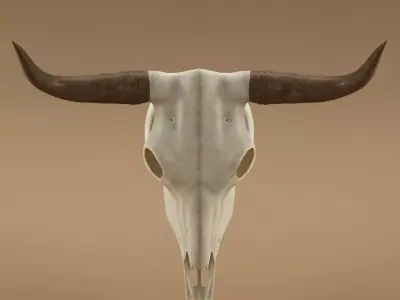 Cow skull 3D model