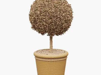 Potted Topiary Buxus 03 3D model