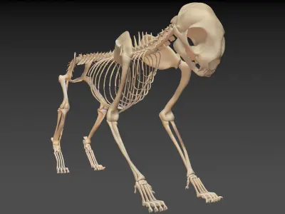 Cat Skeleton 2in1 3D model