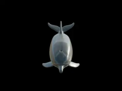 dolphin long-beaked 3D model