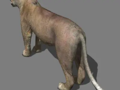 AWESOME Low-poly lioness Low-poly 3D model