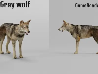 Indian Gray Wolf Low-poly 3D model