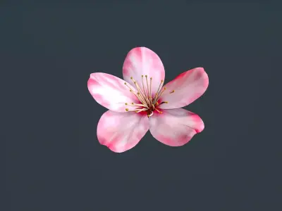 peach flower Low-poly 3D model