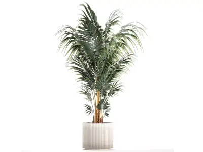 Beautiful Howea palm plants in flower pots 1349 3D model