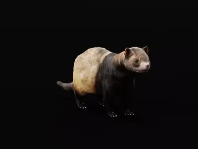 European Polecat  Low-poly 3D model