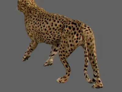 Cheetah 3D model