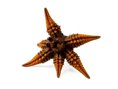 Sunflower Star Marine Creature Model with Detailed Texture Low-poly 3D model
