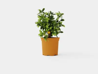 Citrus Calamondin Low-poly 3D model