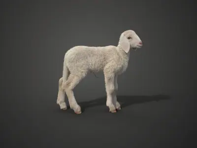 Baby Assaf Sheep Animated VFX Grace 3D model