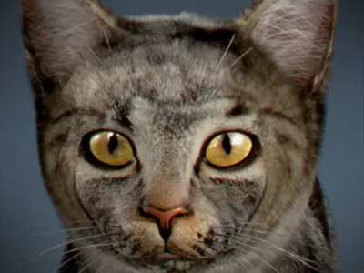 Domestic Cat with Fur 3D model