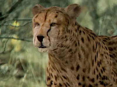 Pack - Wild Felines 3D model